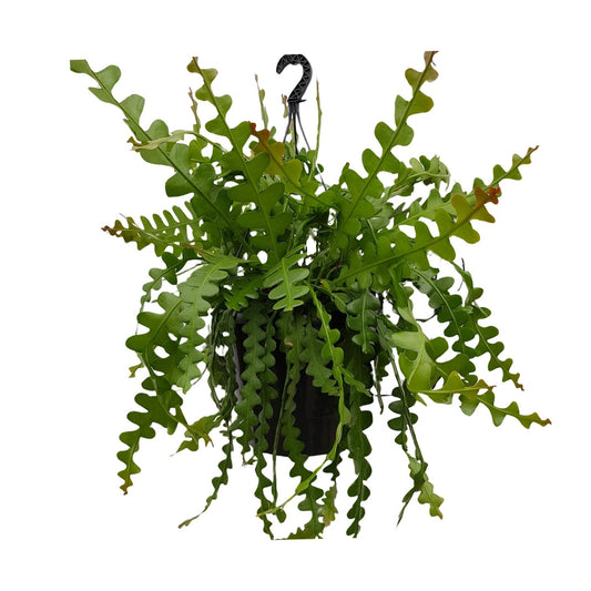 Epiphyllum Anguleiger - Ø25cm - ↕60cm