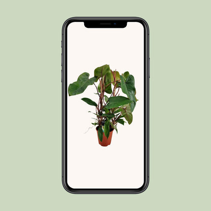 Philodendron Red Twins - Ø19cm - ↕75cm