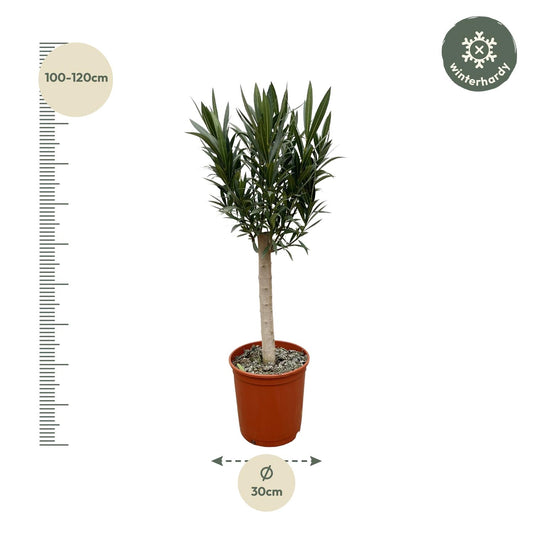 Oleander Stämmchen Weiß – Mediterrane Kübelpflanze 110 cm