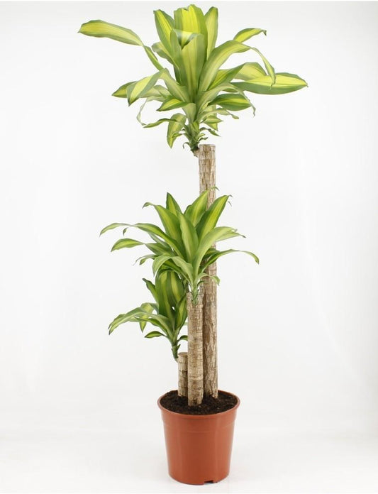 Dracaena Fragrans Massangeana - Ø24cm - ↕140cm