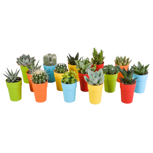 Kakteen & Sukkulenten Mix – 15 pflegeleichte Pflanzen im 5,5cm Topf