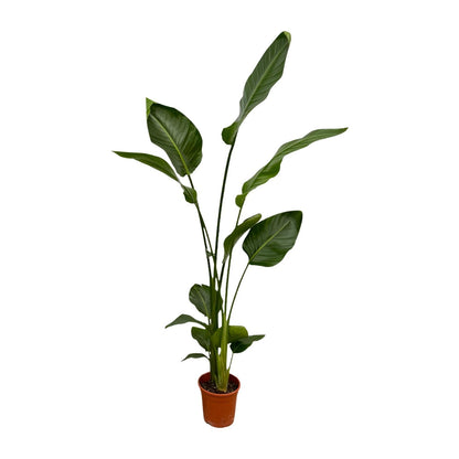 2x Baumstrelitzie 130 cm – Exotisches Zimmerpflanzen-Set