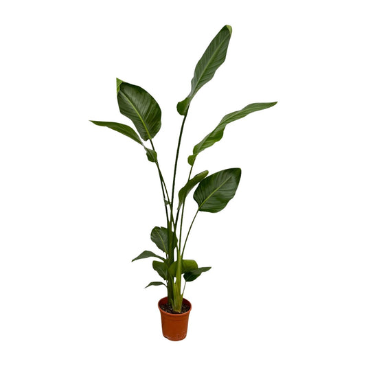 2x Baumstrelitzie 130 cm – Exotisches Zimmerpflanzen-Set