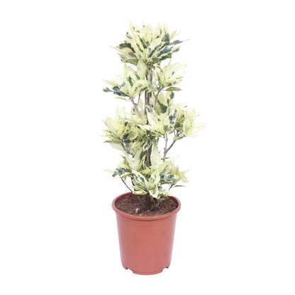 Codiaeum Variegatum Tamara - Ø27cm - ↕100cm