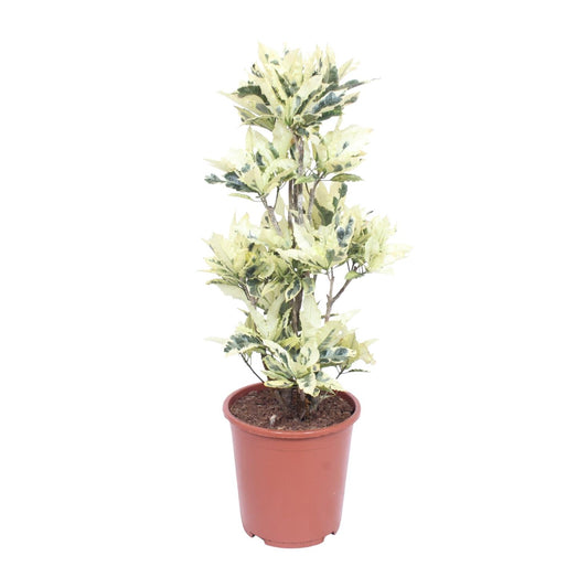 Codiaeum Variegatum Tamara - Ø27cm - ↕100cm