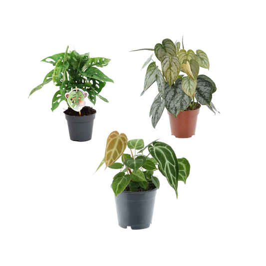 Exotischer Pflanzen-Mix – 35 cm Dschungel-Feeling