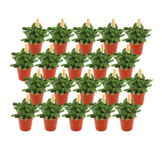 Crassula Stretto - 20 stuks - Ø5,5cm - ↕10cm