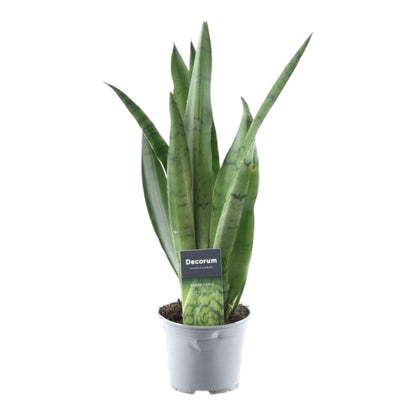 Bogenhanf 'Spearmint' – 45 cm pflegeleichte Zimmerpflanze