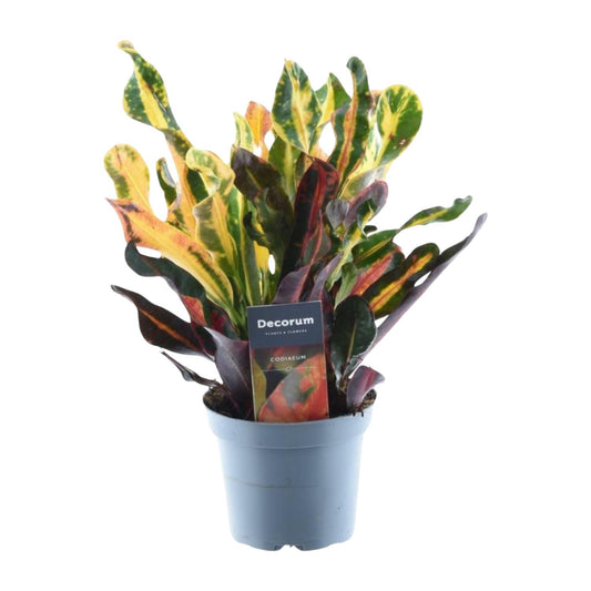 Kroton 'Mammi' – 30 cm Bunte, pflegeleichte Zimmerpflanze