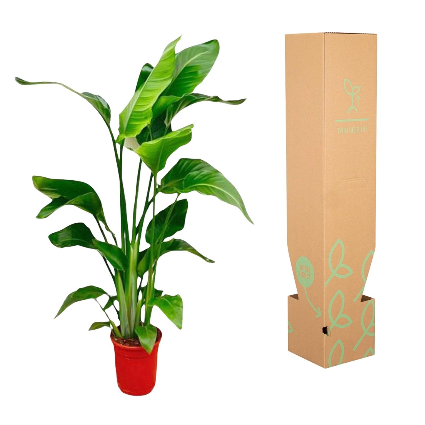 Weiße Paradiesvogelblume – Tropische Zimmerpflanze 70-90 cm