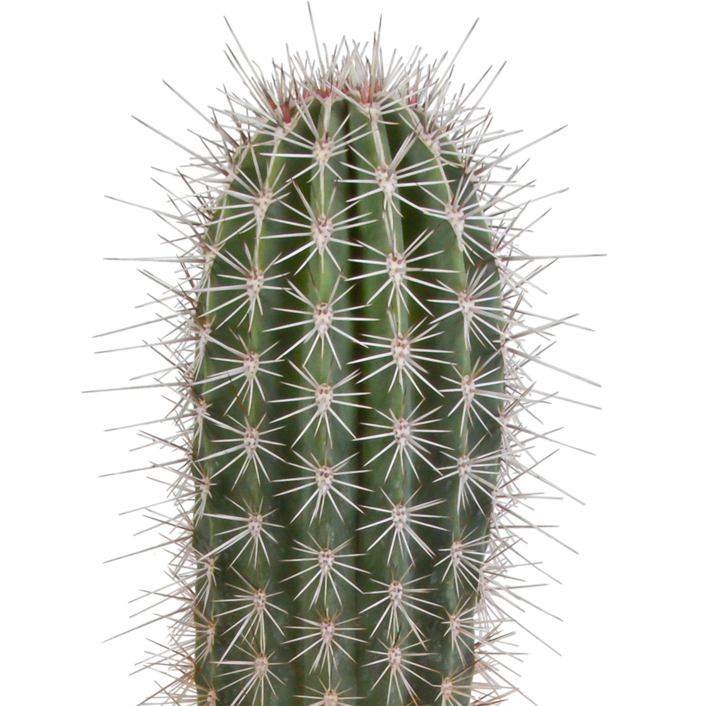 Pachycereus pringlei - 17cm - zonder pot