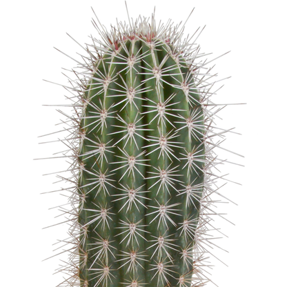 Pachycereus pringlei - 17cm - zonder pot
