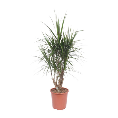 Dracaena Marginata - Ø27cm - ↕130cm