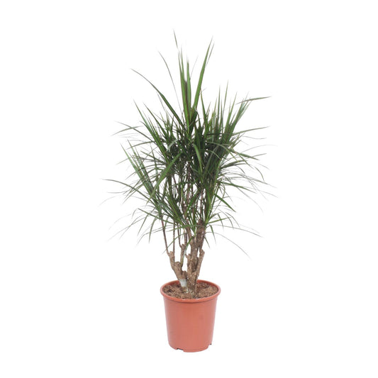 Dracaena Marginata - Ø27cm - ↕130cm