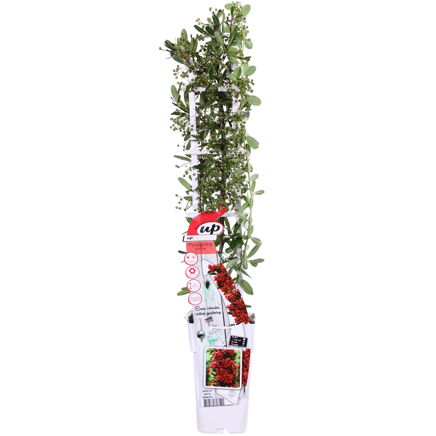 Pyracantha coccinea Red Star - Ø23cm - ↕75cm - Ø15 - ↨65cm