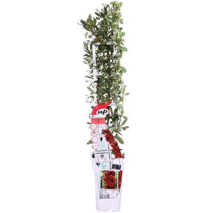 Pyracantha coccinea Red Star - Ø23cm - ↕75cm - Ø15 - ↨65cm