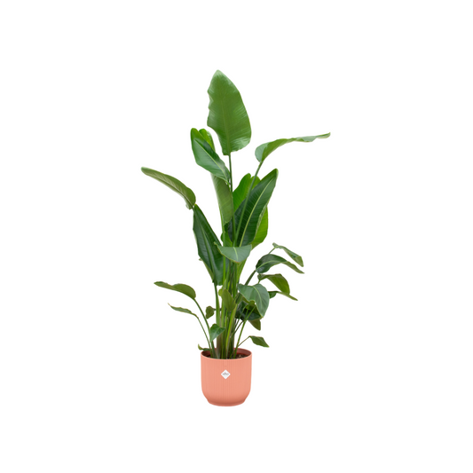Baumstrelitzie 160 cm im modernen rosa Topf