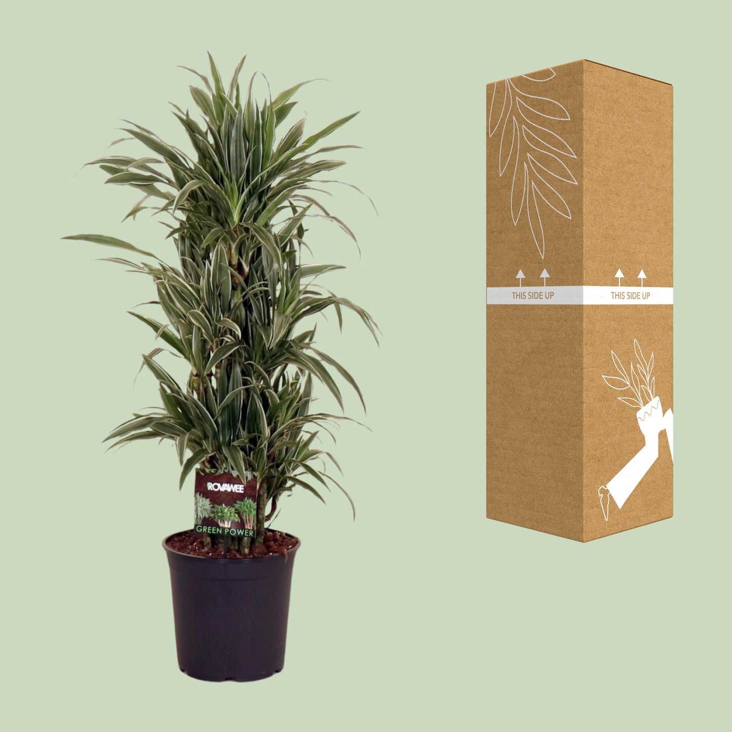 Dracaena Frag. Warneckei - Ø27cm - ↕110cm