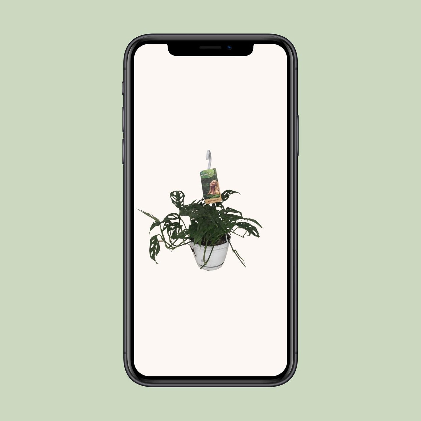 Monstera Obliqua - Ø17cm - ↕40cm