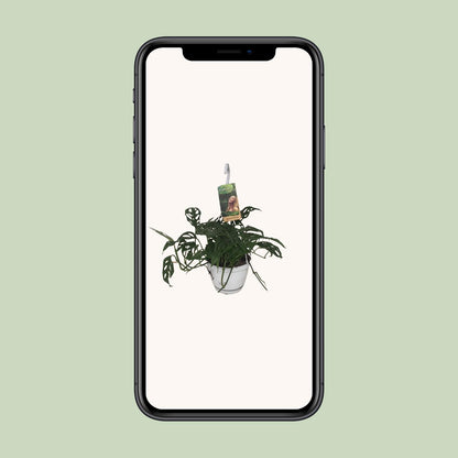 Monstera Obliqua - Ø17cm - ↕40cm