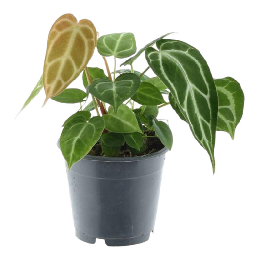 Kristall-Anthurie (Anthurium crystallinum) – Exotische Zimmerpflanze 35 cm