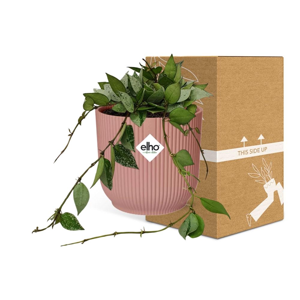 Hoya Krohniana Eskimo in ELHO Vibes Fold 14cm roze