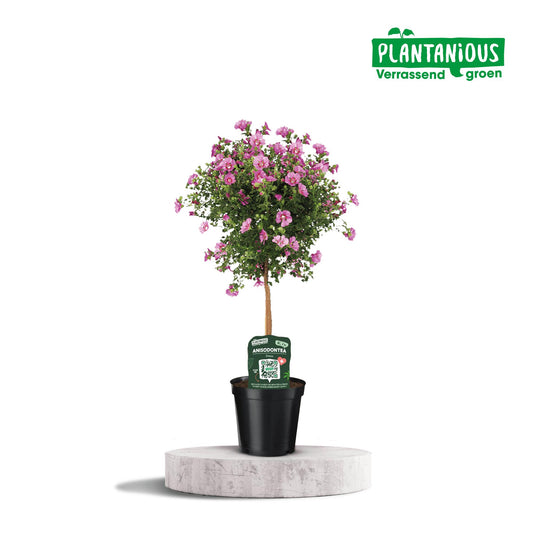Anisodontea Elegans - Ø19cm - ↕75cm