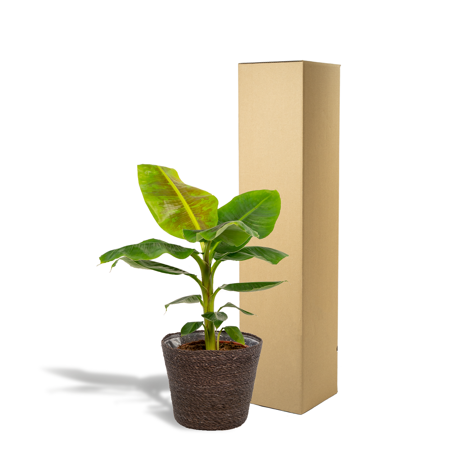 Musa Dwarf Cavendish - Ø21cm - ↕90cm + Korb Igmar