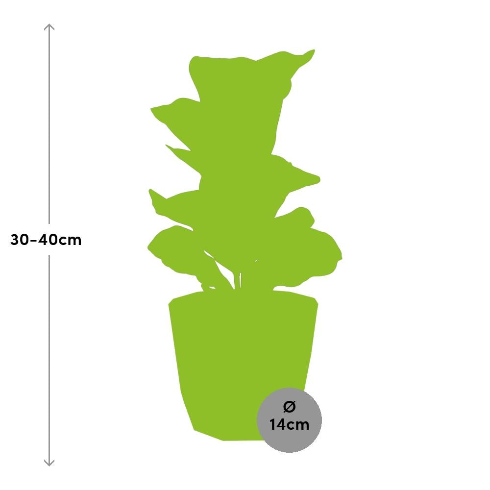 Ficus Lyrata ‘Bambino’ in ELHO b.for rock 14 cm warm grey