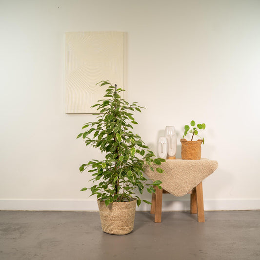 Ficus benjamina Goldenking - Ø21cm - ↕95cm + Korb Selin