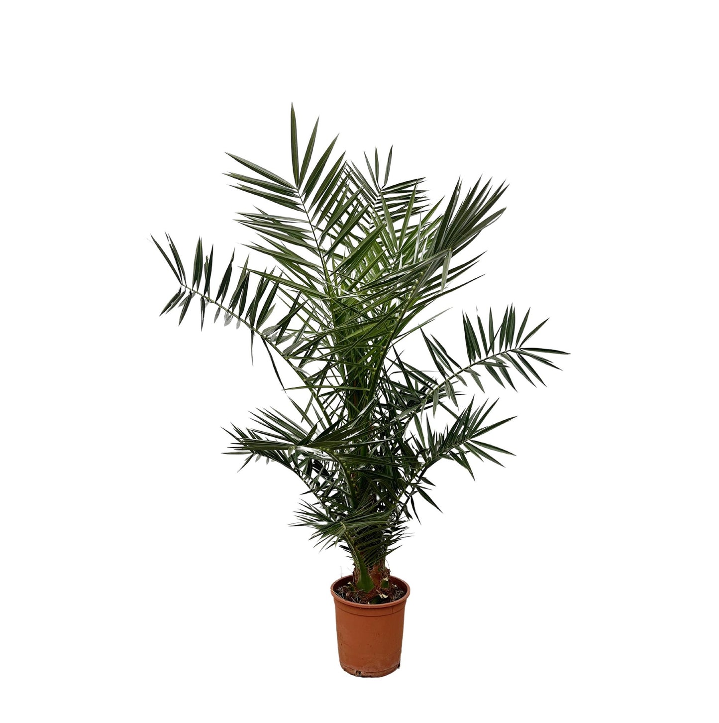 Kanarische Dattelpalme 120 cm – Mediterrane Zimmerpalme