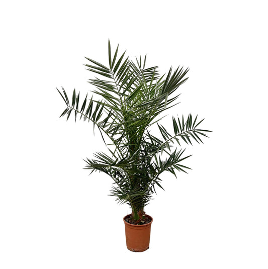 Kanarische Dattelpalme 120 cm – Mediterrane Zimmerpalme