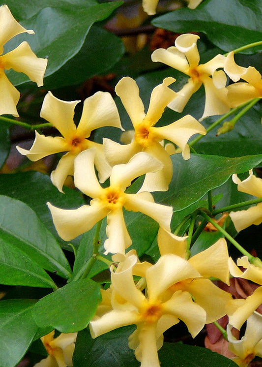Trachelospermum 'Star of Toscana' - Toskanischer Jasmin Gelb - Ø15cm - ↕65cm