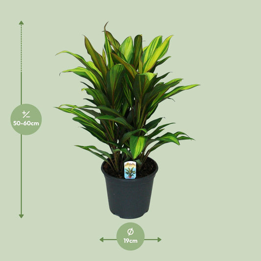 Cordyline Fruticosa Kiwi - Ø19cm - ↕55cm
