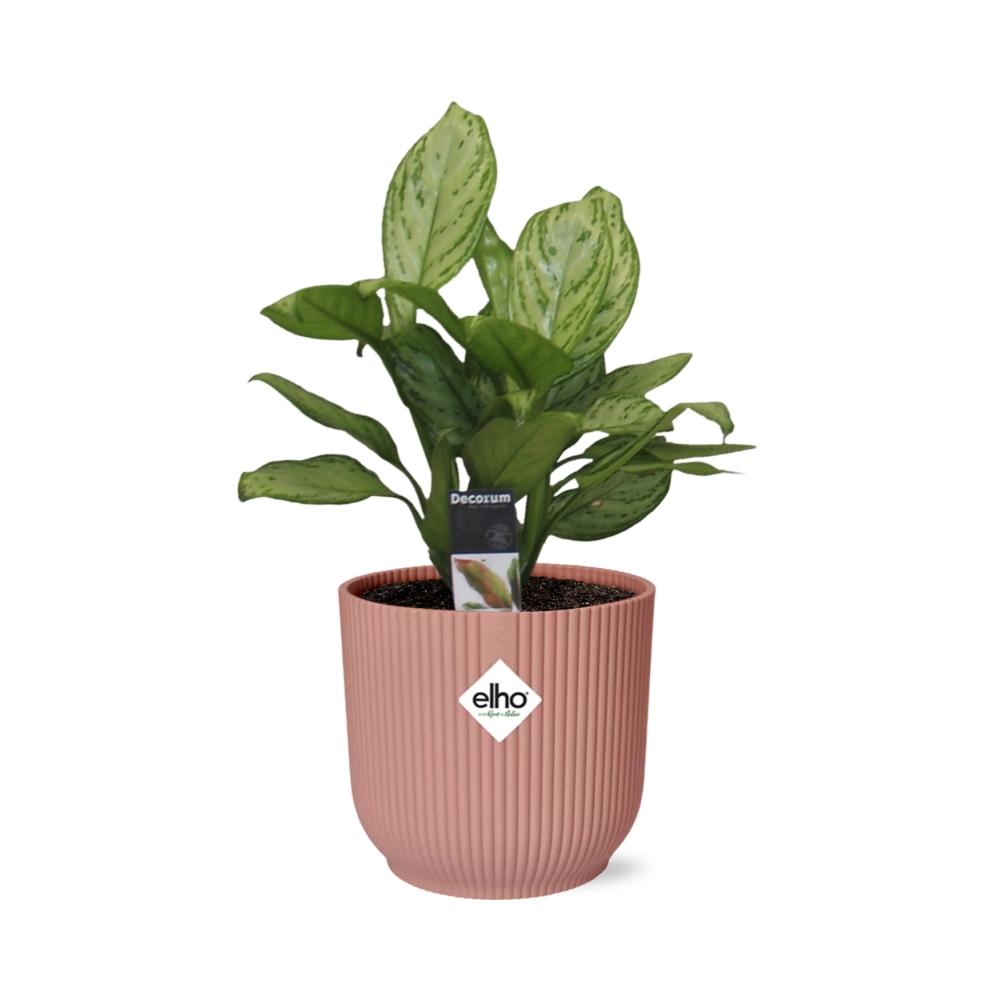 Aglaonema Christina in ELHO Vibes Fold 14cm roze