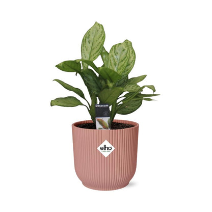 Aglaonema Christina in ELHO Vibes Fold 14cm roze