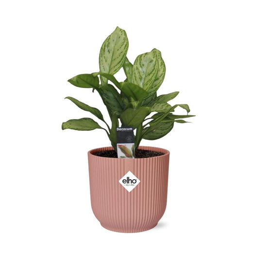 Aglaonema Christina in ELHO Vibes Fold 14cm roze