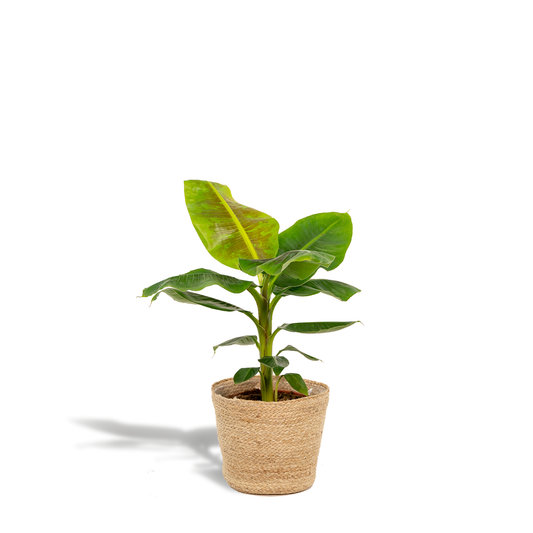 Musa Dwarf Cavendish - Ø21cm - ↕90cm + Korb Selin