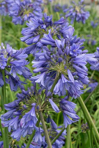 Agapanthus 'Ever Sapphire' - Ø19cm - ↕30cm