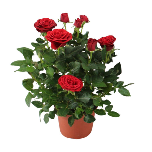 Rosa Red - Ø12cm - ↕29cm
