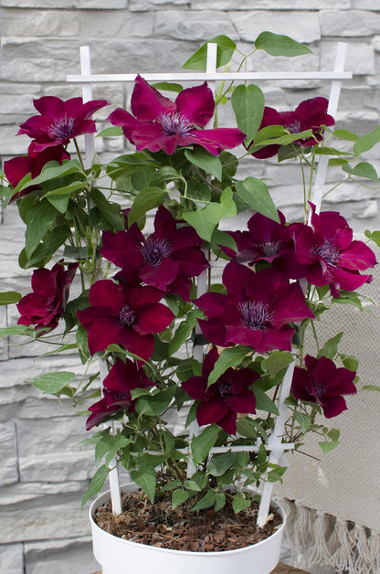Clematis Nubia - Clematis Evison Rot - Ø15cm - ↕65cm - Ø15 - ↨65cm