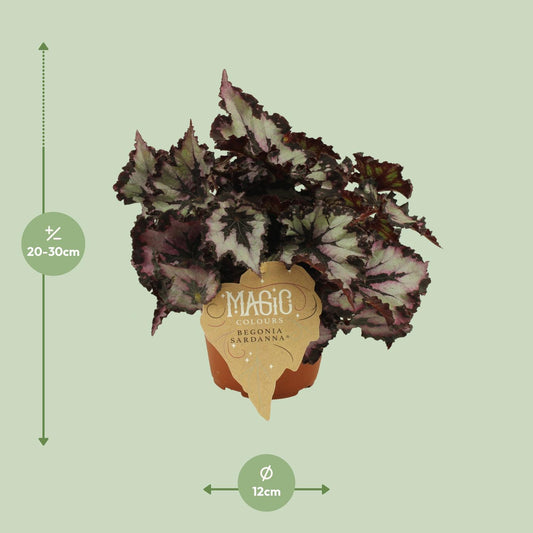 Begonia Rex Silver Limbo - Ø12cm - ↕25cm
