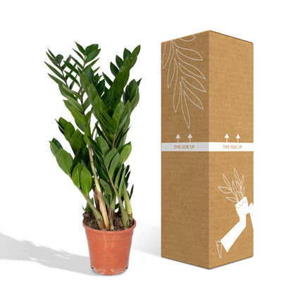 Zamioculcas Zamiifolia  - Ø17cm - ↕70cm