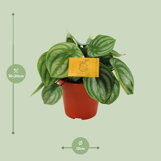 Peperomia Argyreia - Ø12cm - ↕20cm