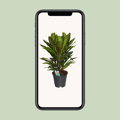 Cordyline Kiwi - Ø19cm - ↕55cm