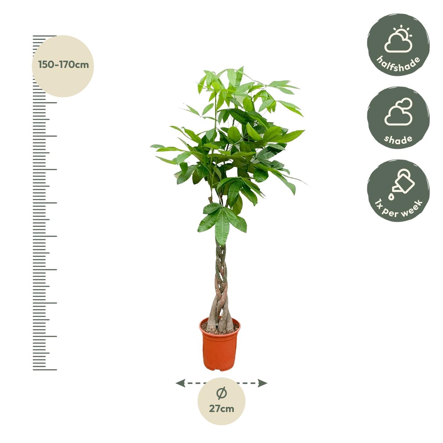 Geldbaum 140 cm – Glückskastanie im Topf