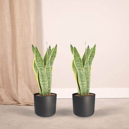 2x Sansevieria Laurentii - Frauenzunge - 40cm - ø14