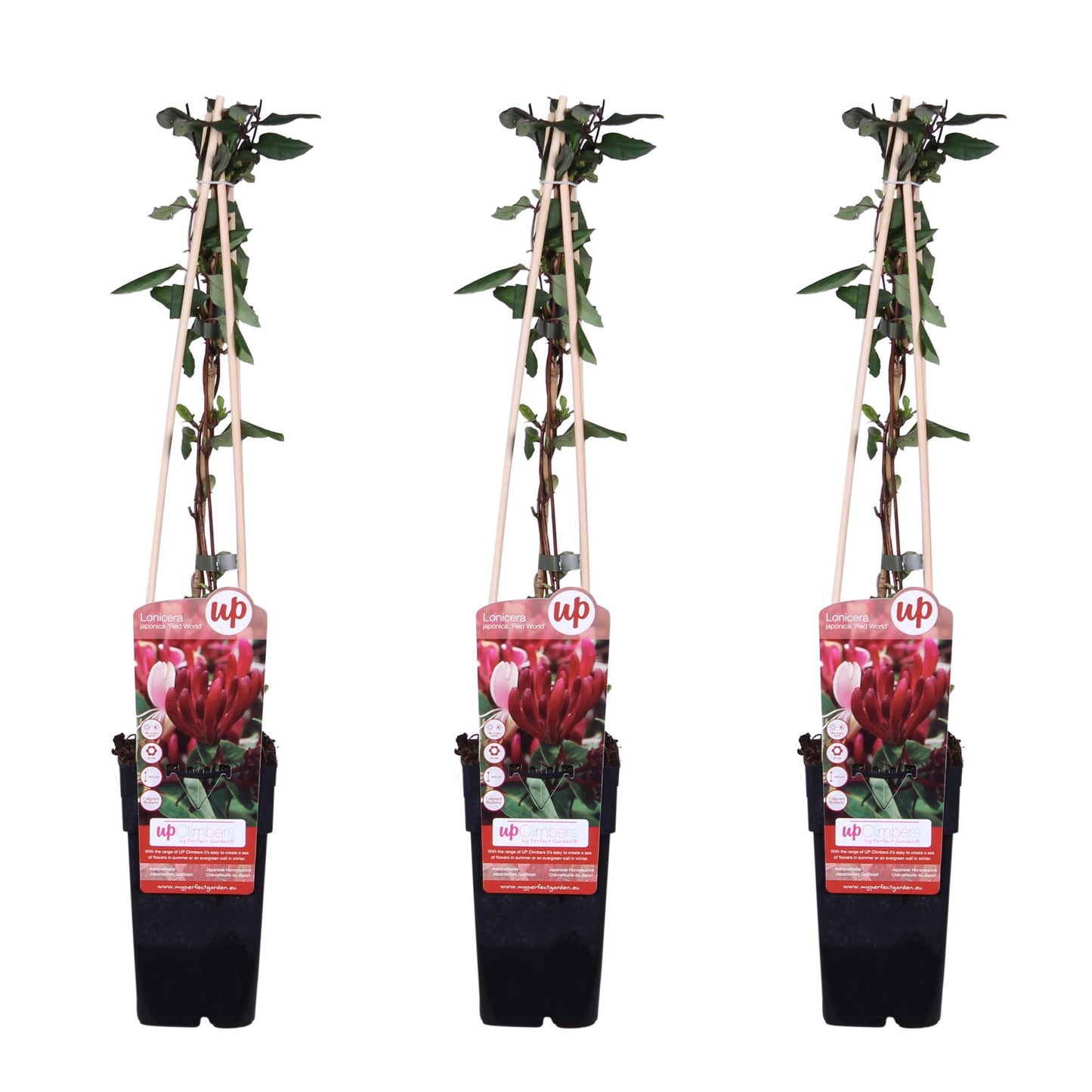 3x - Lonicera japonica 'Red World' - ↨65cm - Ø15