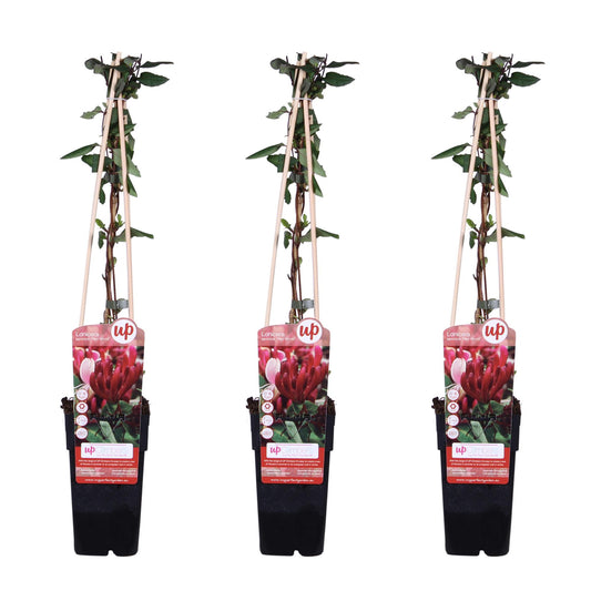 3x - Lonicera japonica 'Red World' - ↨65cm - Ø15