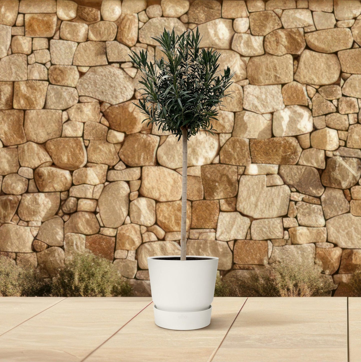 Oleander Stämmchen Weiß 170 cm – Mediterrane Kübelpflanze
